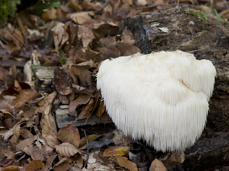 Hericium erinaceus